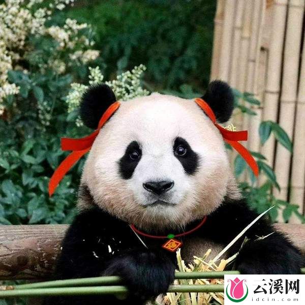 《福到!福到!福宝见面会》什么时候播？在哪里看